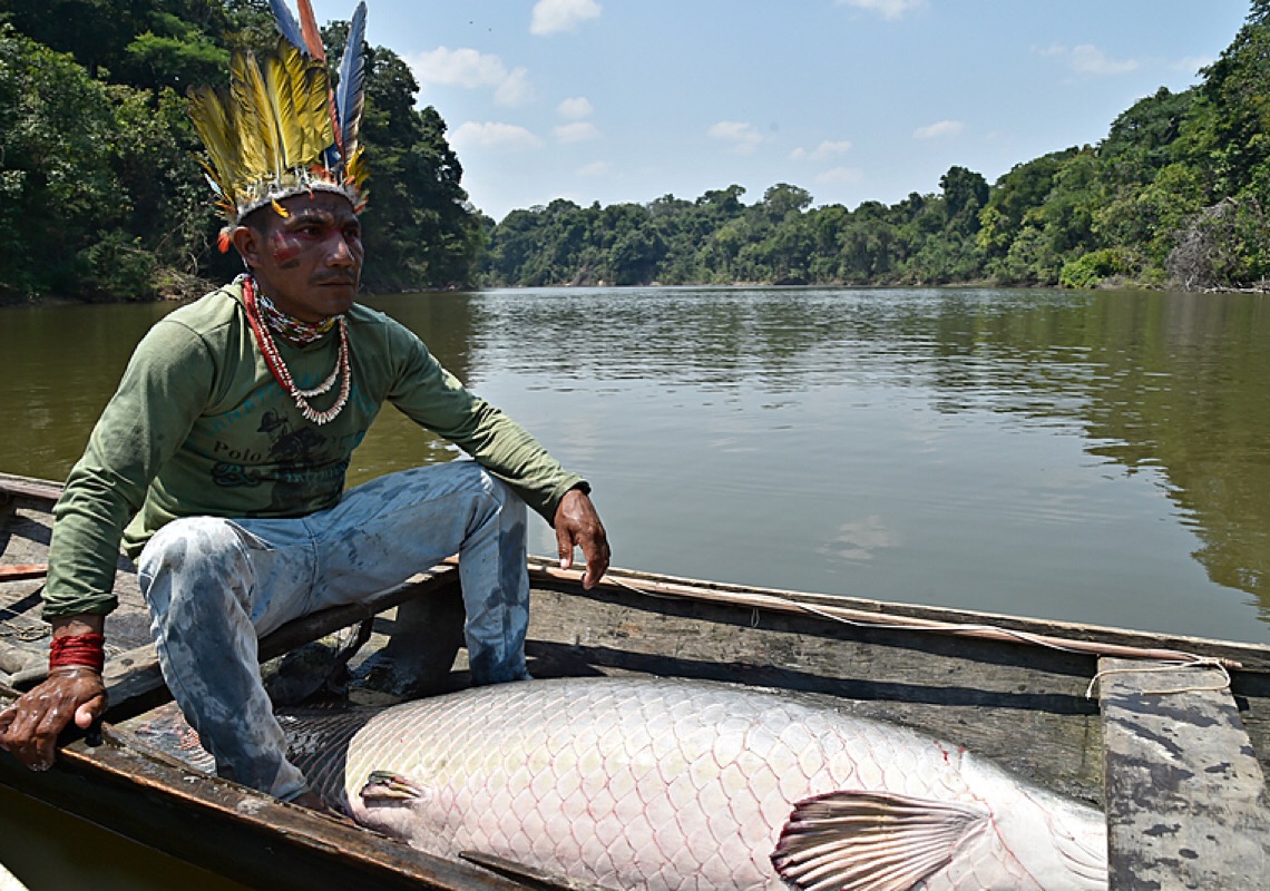 Como os indígenas preservam o peixe pirarucu