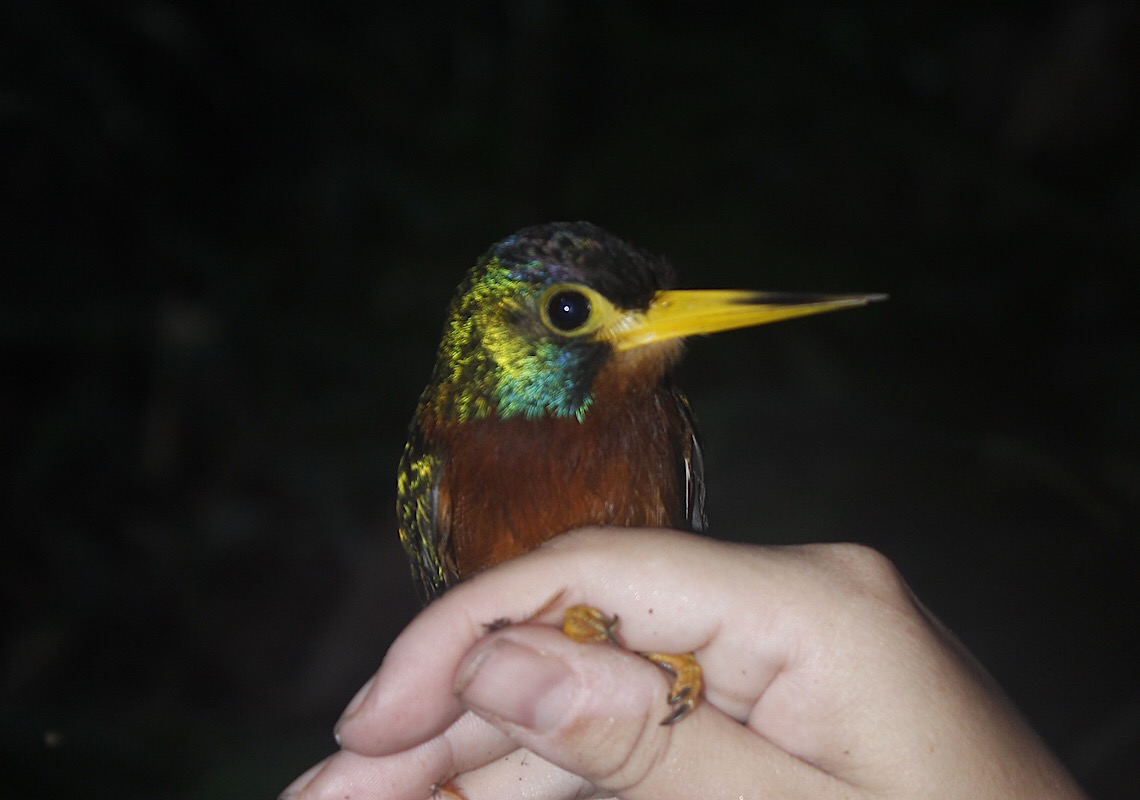 Estudo do Inpa mostra que pequenos rios amazônicos influenciam especiação de aves de florestas