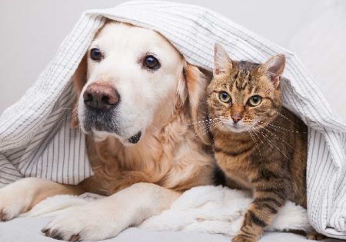 Com a chegada do frio, o focinho dos pets necessita de cuidados e hidratação para evitar rachaduras