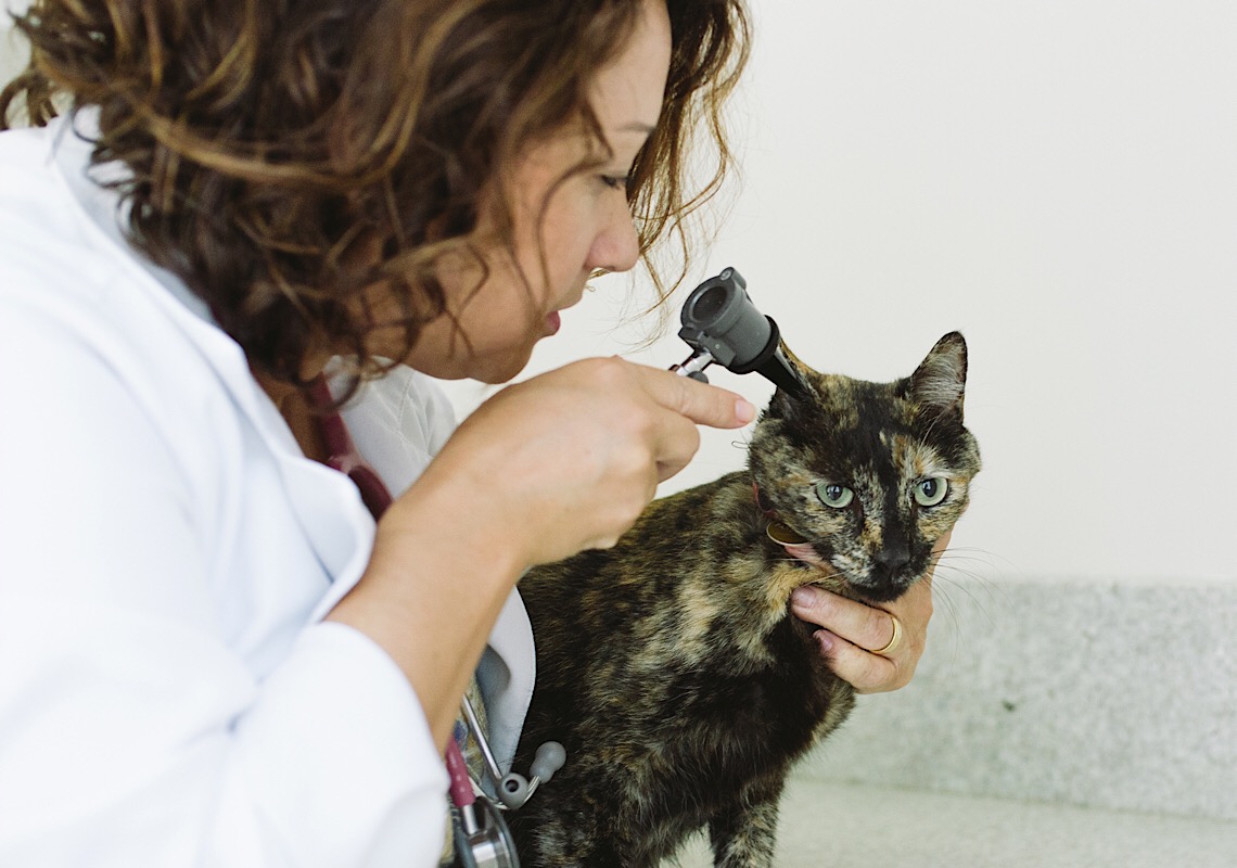 Otites em cães e gatos: como tratar e evitar a reincidência?
