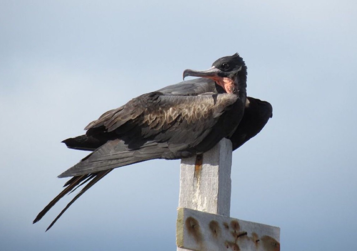 Restauração florestal da Ilha de Trindade busca salvar fragatas raras