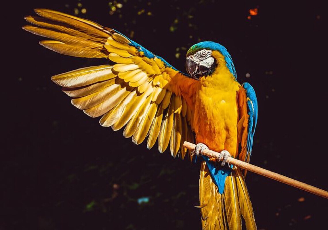 Ararinhas azuis ganham os céus de Curaçá, na Bahia