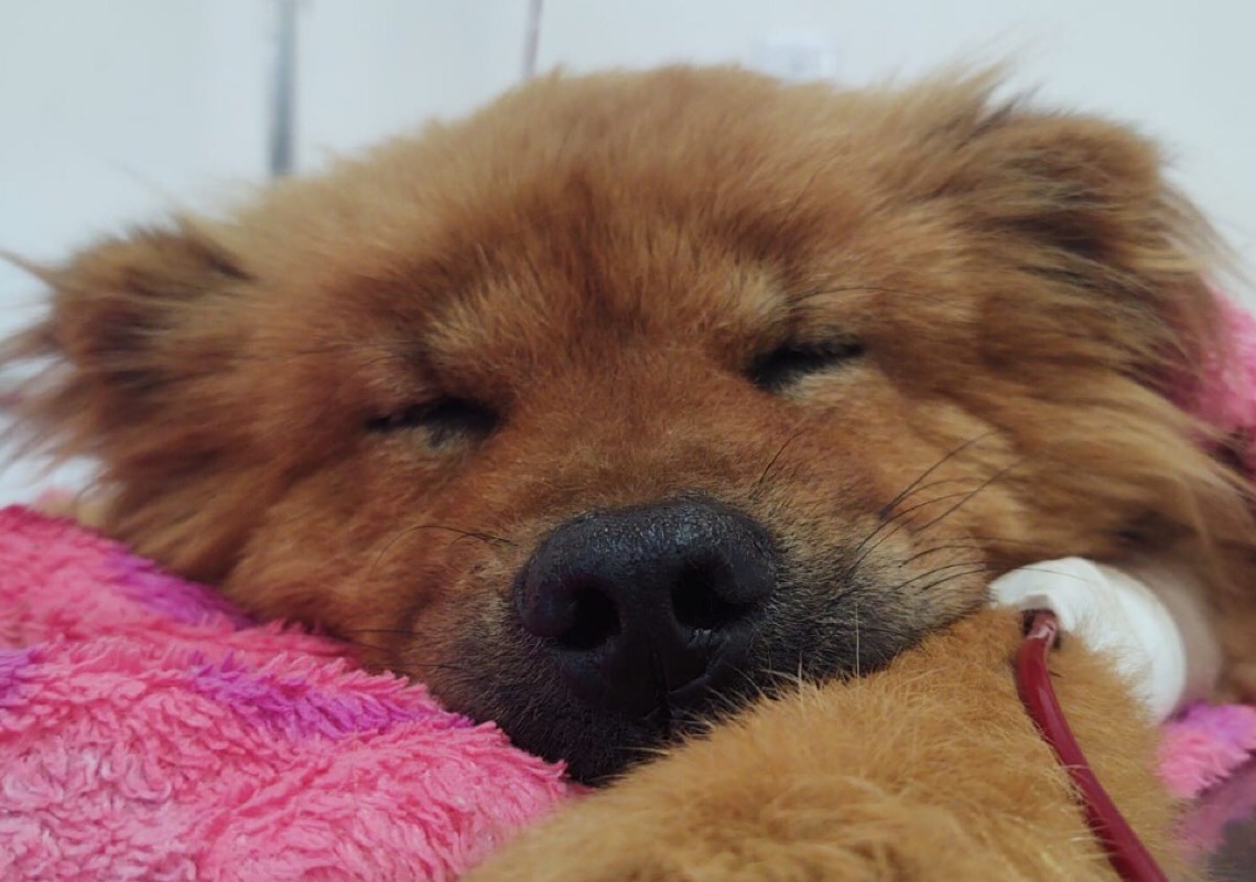 Aberto cadastro para pets doadores de sangue no DF