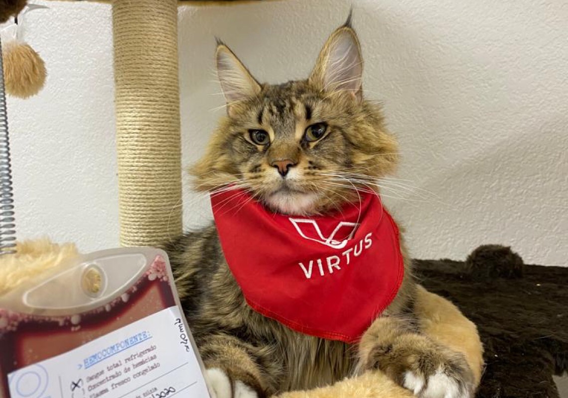 Pets podem doar sangue e salvar outros animais em situação crítica