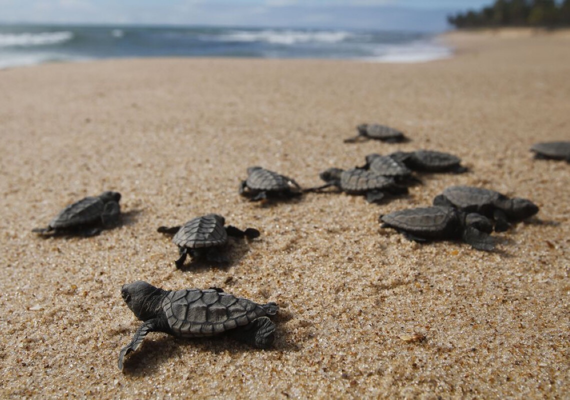 Tartaruga-verde deixa lista de espécies ameaçadas de extinção