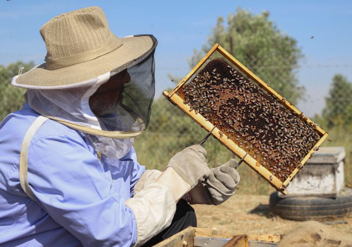 Apicultores de Gaza enfrentam desafios à medida que mudanças climáticas afetam produção de mel