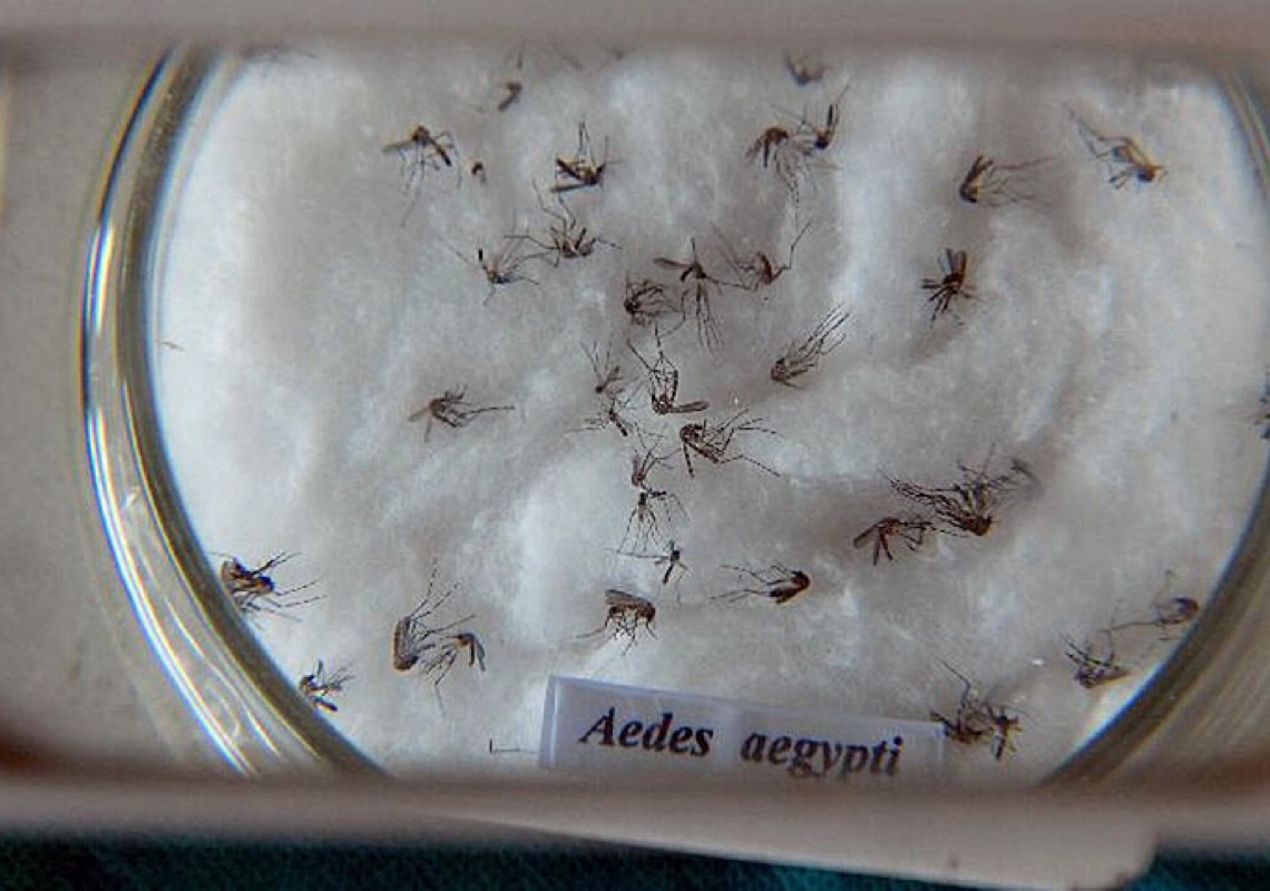 Casos prováveis de dengue no DF aumentam 466% em 2022