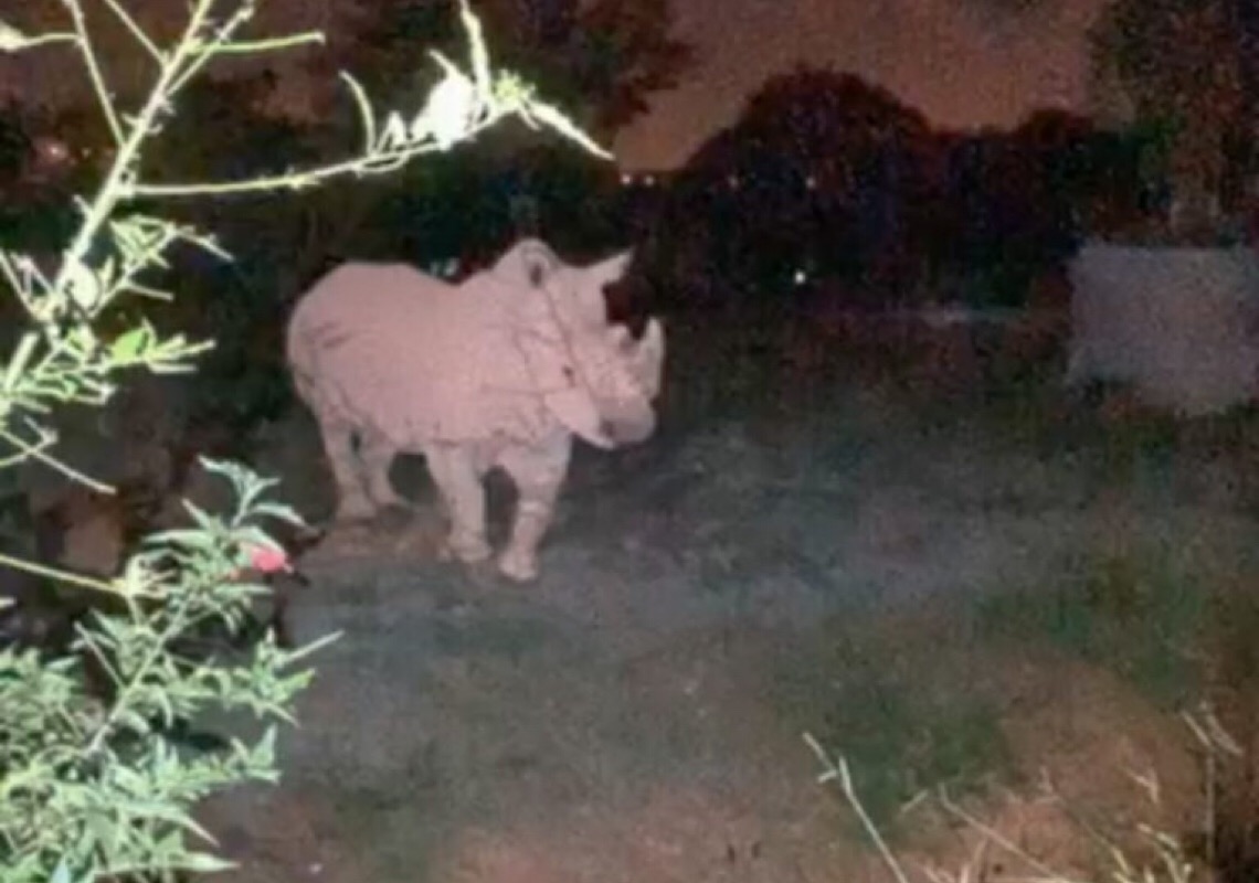 Brasilienses se divertem na primeira visita do projeto Zoo Noturno