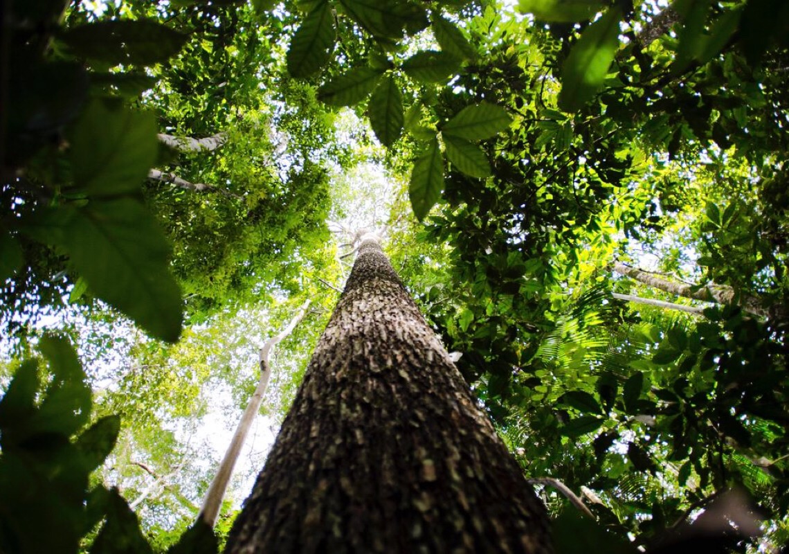 Livro traz aplicação de 150 espécies nativas da flora brasileira