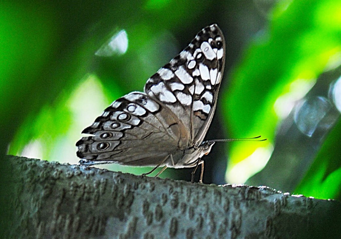 Quase 30 espécies encantam o público no novo borboletário do Zoológico