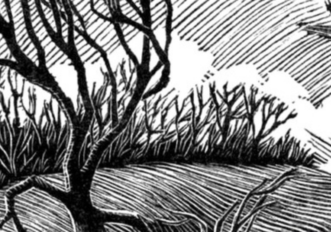 Juíza do TJDF publica artigo científico sobre legislação e proteção dos animais