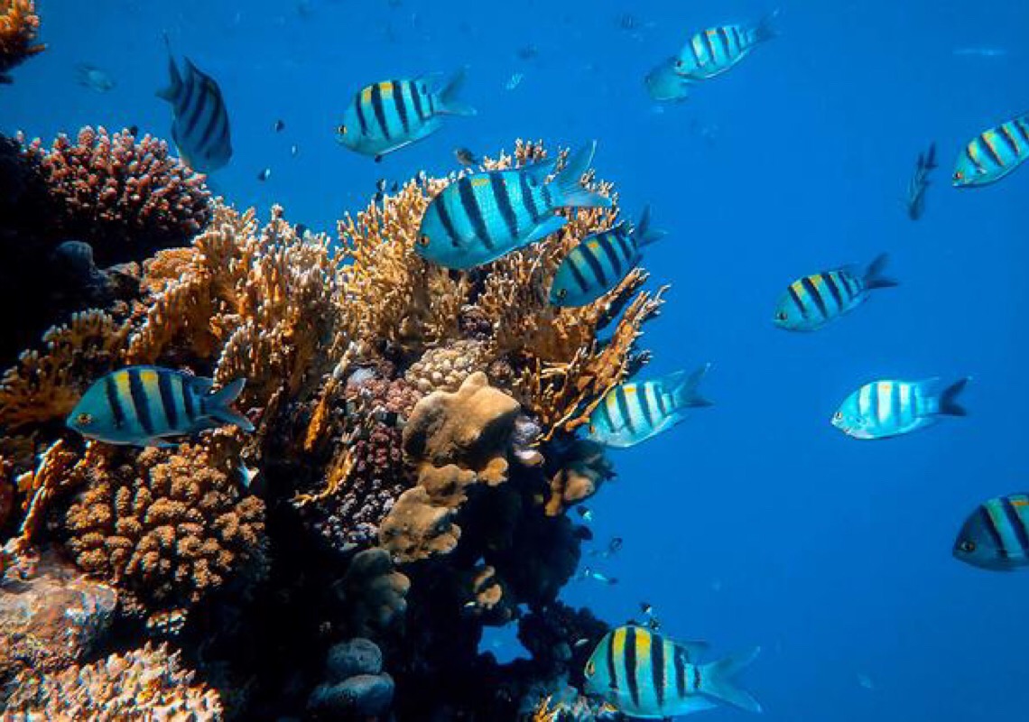Conferência em Lisboa termina com promessa de “mudança transformadora” para os oceanos