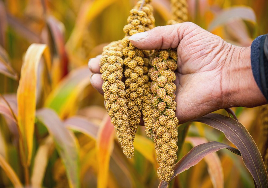 Pesquisa revela agricultura sustentável no norte da China há 5.500 anos