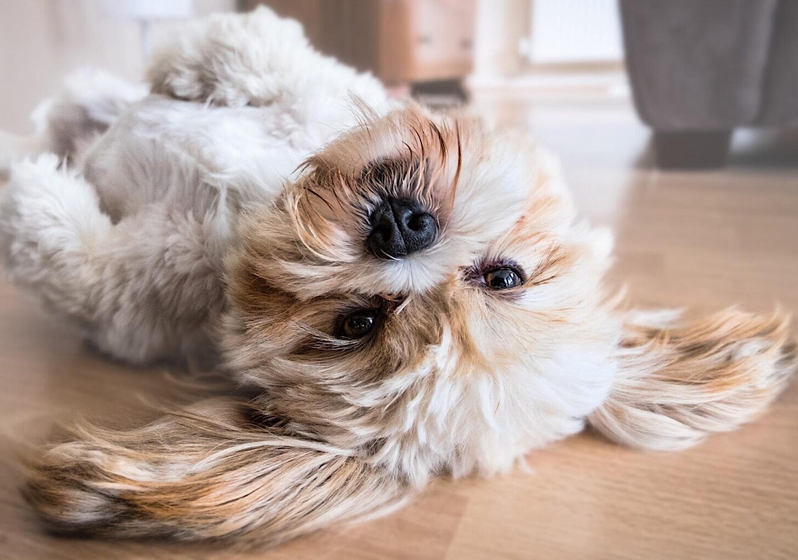 Saúde animal: Quimioterapia permite ao pet uma vida normal