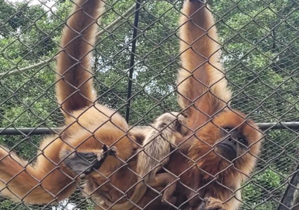 Filhote de bugio-preto nasce no Zoológico Pomerode