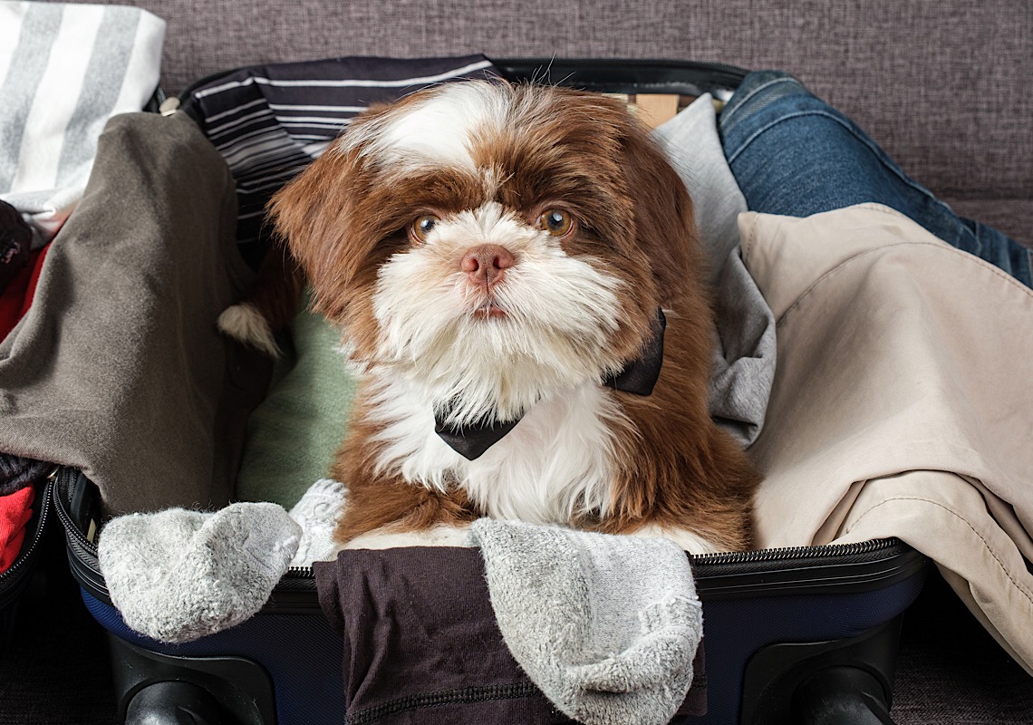 Dicas simples; como se preparar para as férias com os pets?