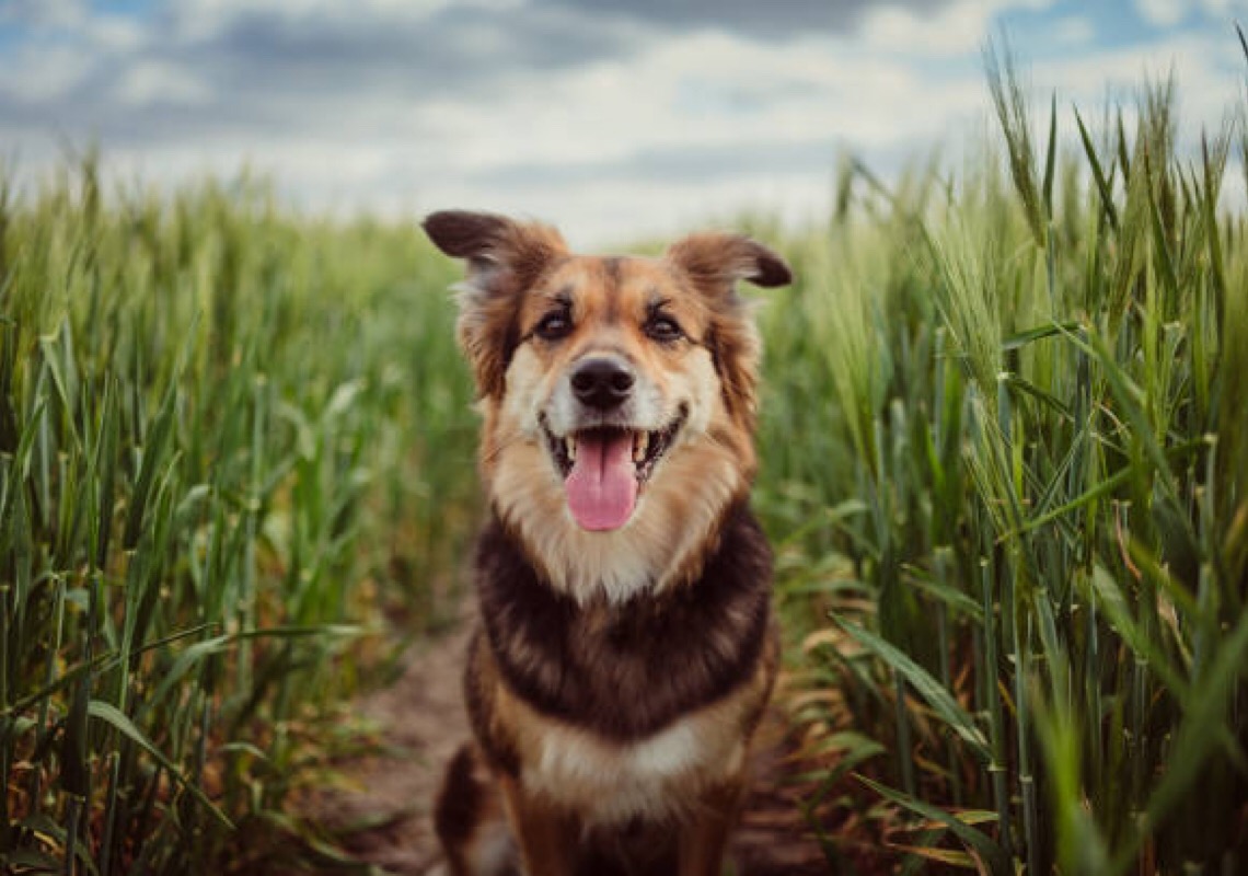 Produtos naturais e ecologicamente corretos visam longevidade dos pets e preservação ambiental