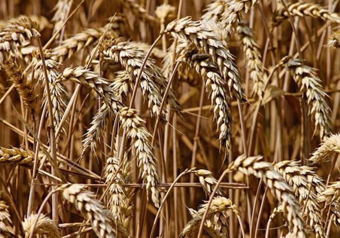 Portugal registra menor produção de cereais em década, dizem estatísticas