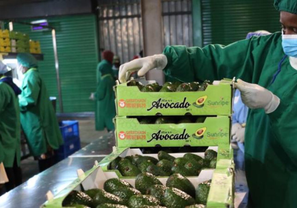 Quênia inicia embarque de abacates frescos para mercado chinês