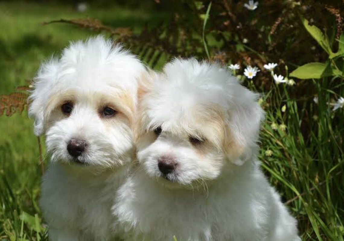 VetBR faz alerta no mês de combate à leishmaniose visceral canina