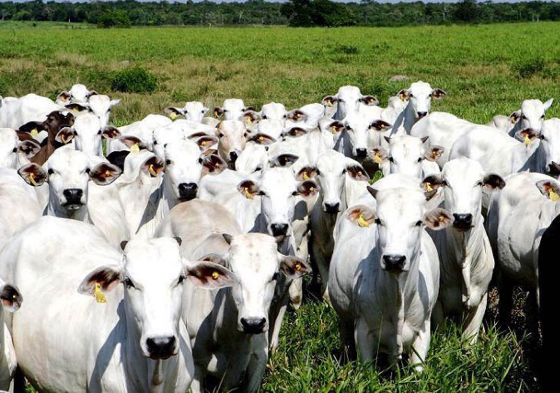 Consumo de carne bovina no Brasil deve cair ao menor nível em 26 anos