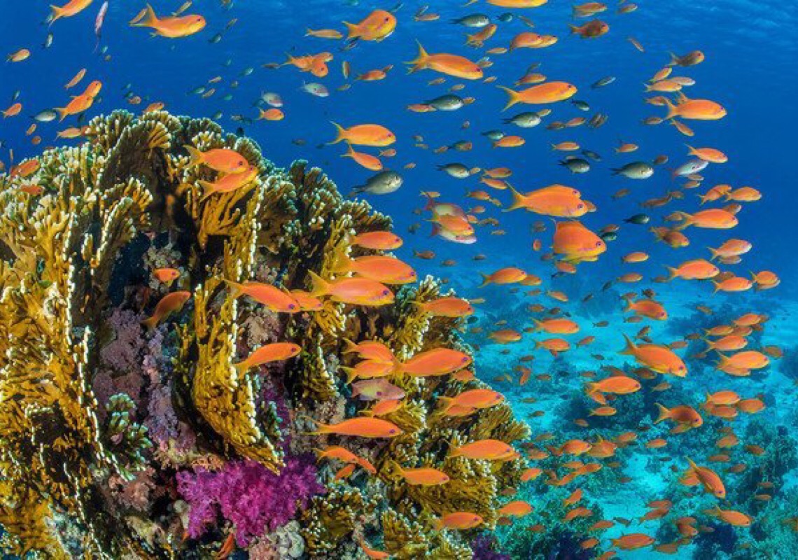 Mundo negocia tratado para salvar oceanos da superexploração