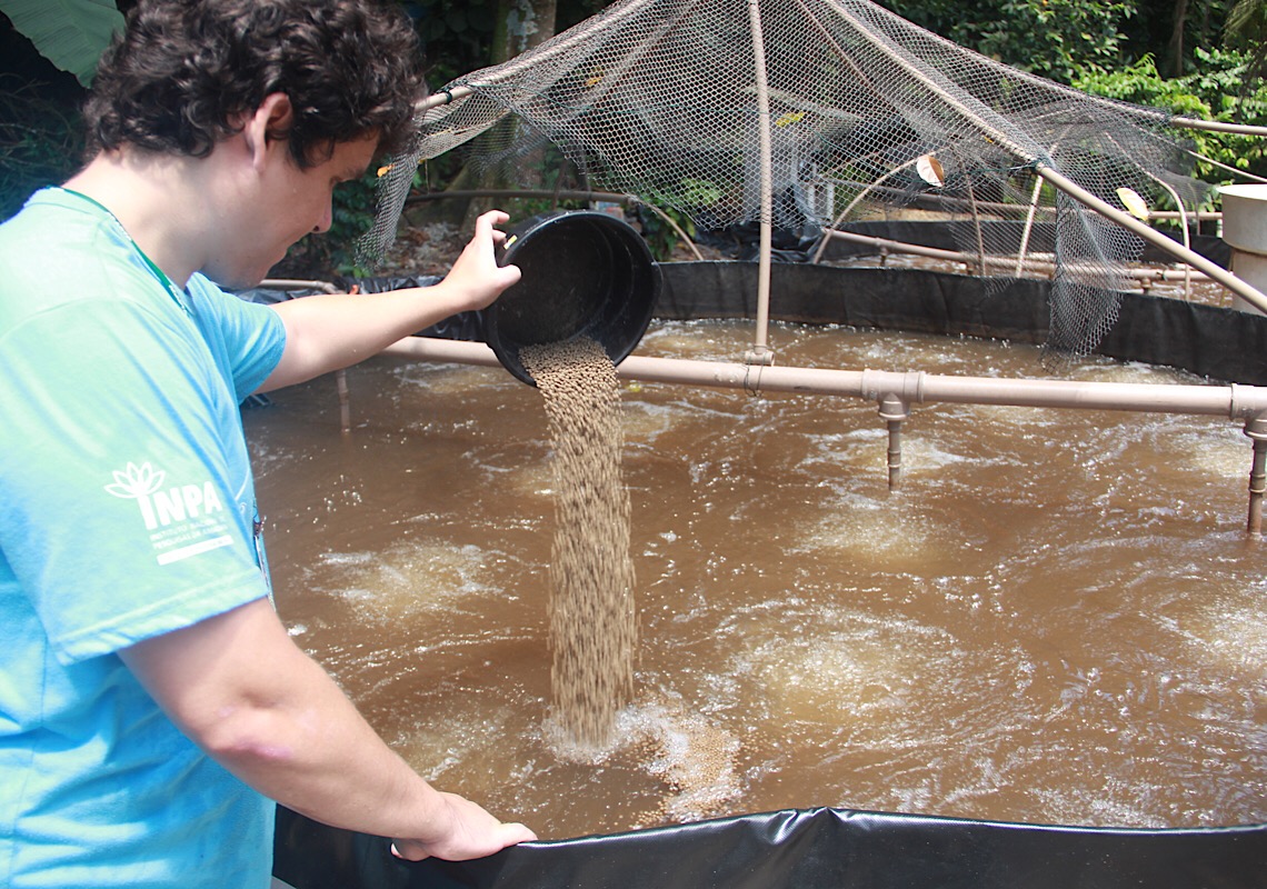 Inpa abre inscrições para curso sobre tecnologia de bioflocos para criação de peixes amazônicos