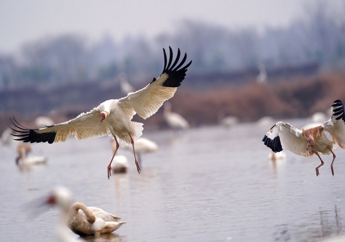 Maior lago de água doce da China encolhe 75% por causa da seca