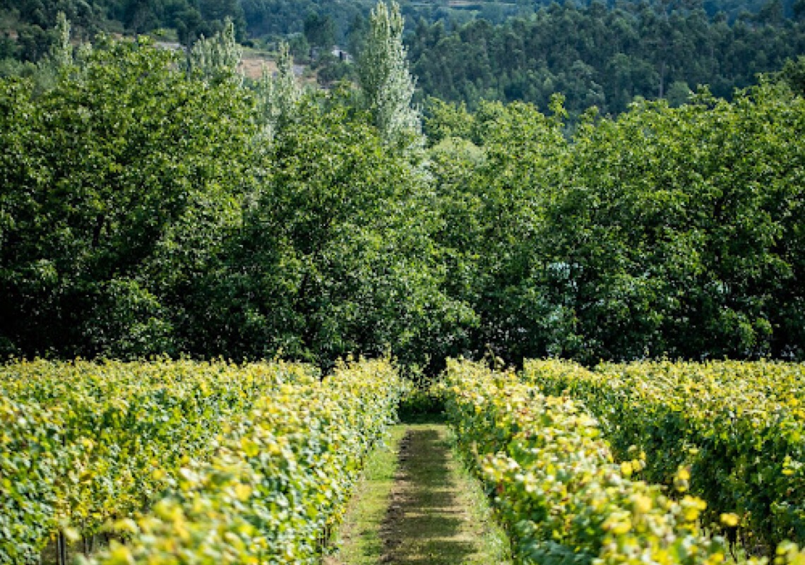 Viagem enogastronômica combina luxo e experiências exclusivas por Portugal