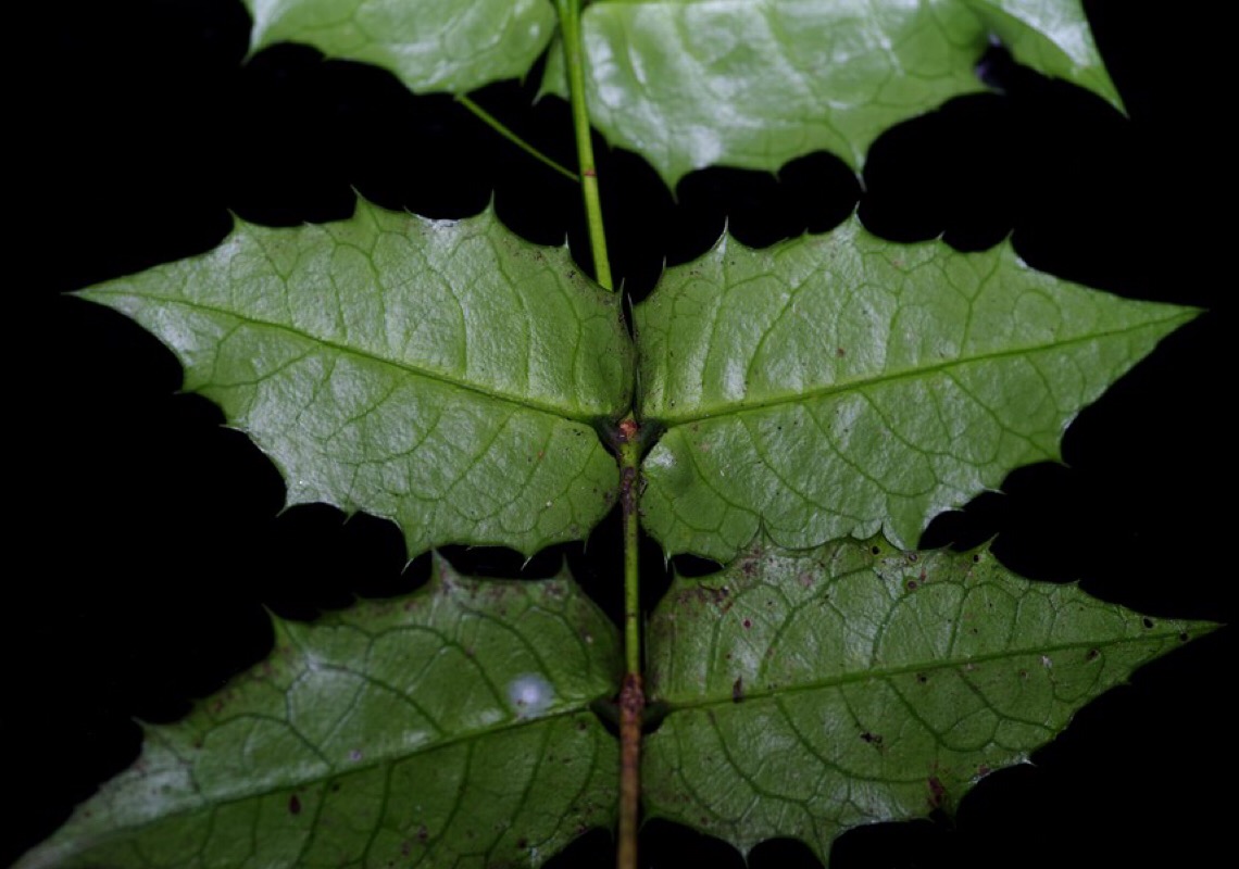Planta criticamente ameaçada é redescoberta na China