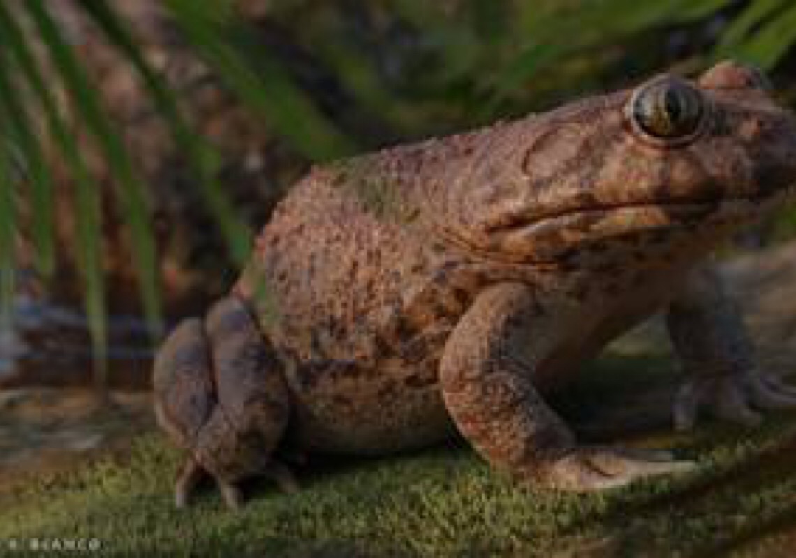Pesquisadores identificam fóssil de rã que viveu entre dinossauros em Catanduva