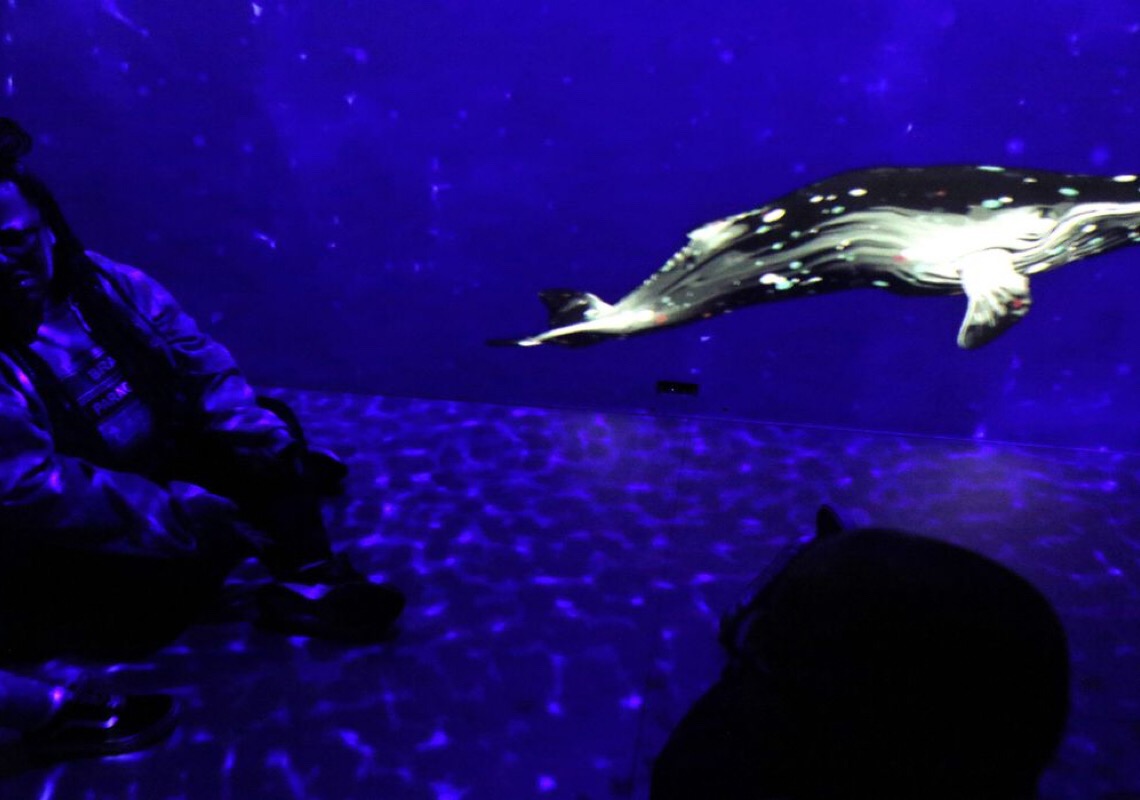 Exposição imersiva Oceano sem Fronteiras estreia no AquaRio