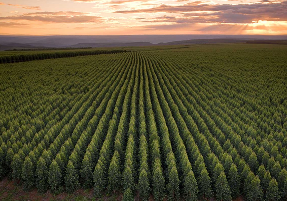 Dez razões que fazem das florestas renováveis a grande esperança contra o aquecimento global