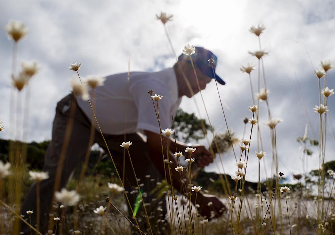 Ofício das tradicionais comunidades apanhadoras de flores em MG ganha documentário