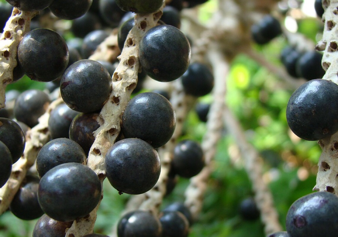 Cerrado deve se tornar mais novo polo de fruticultura do Brasil