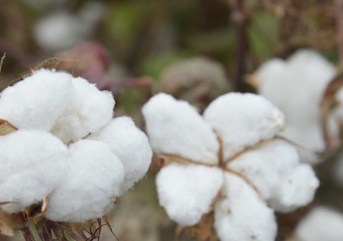 Algodão celebra papel cotonicultura no desenvolvimento sustentável