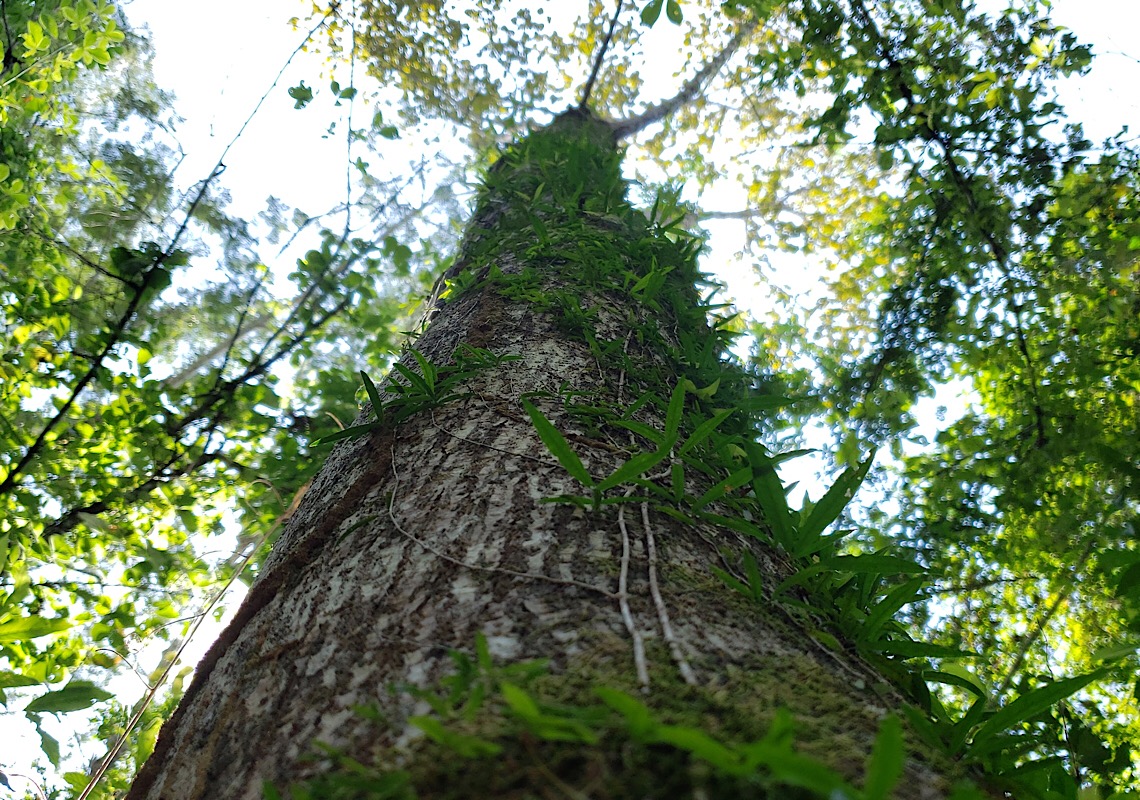 Três empresas mantêm foco na sustentabilidade das florestas brasileiras