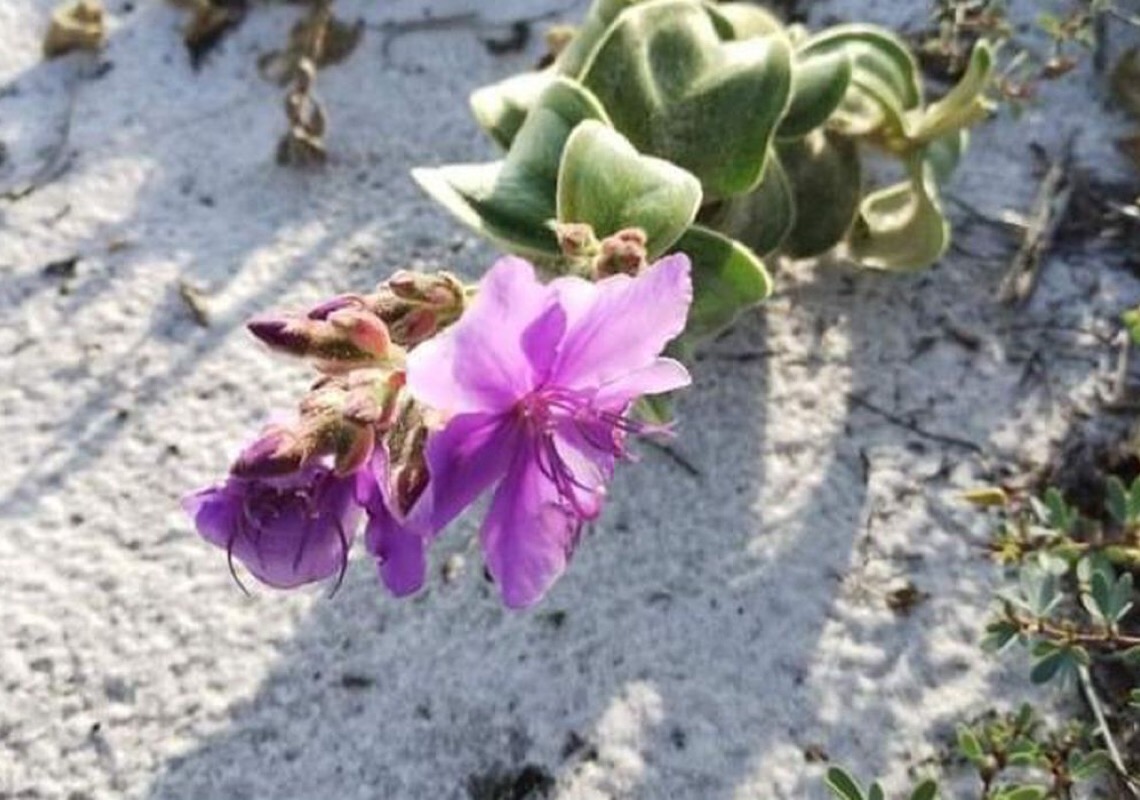 Espécie de planta rara volta para ambiente de origem em Cabo Frio