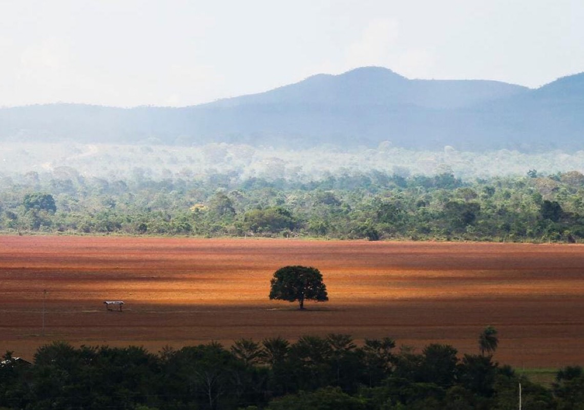 Desmatamento: lei aprovada pela UE é marco histórico, diz Observatório do Clima