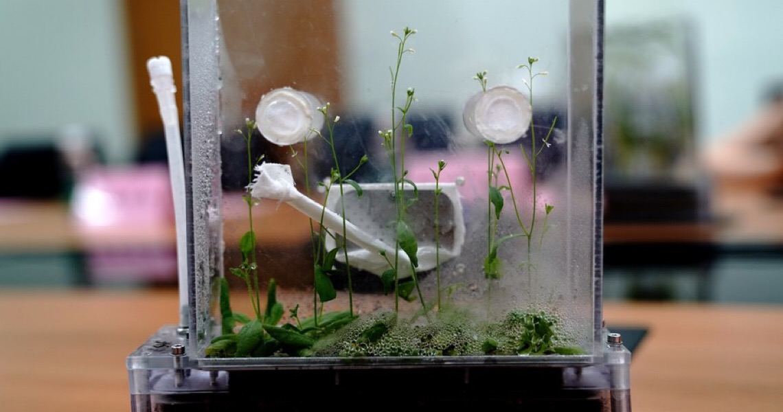 Cientistas chineses completam experimentos de ciclo de vida sobre arroz e Arabidopsis no espaço