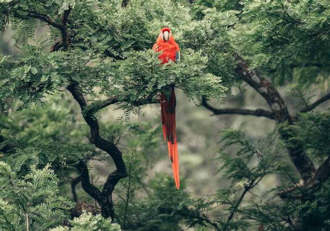 Na COP15, países fazem acordo histórico para proteger a natureza