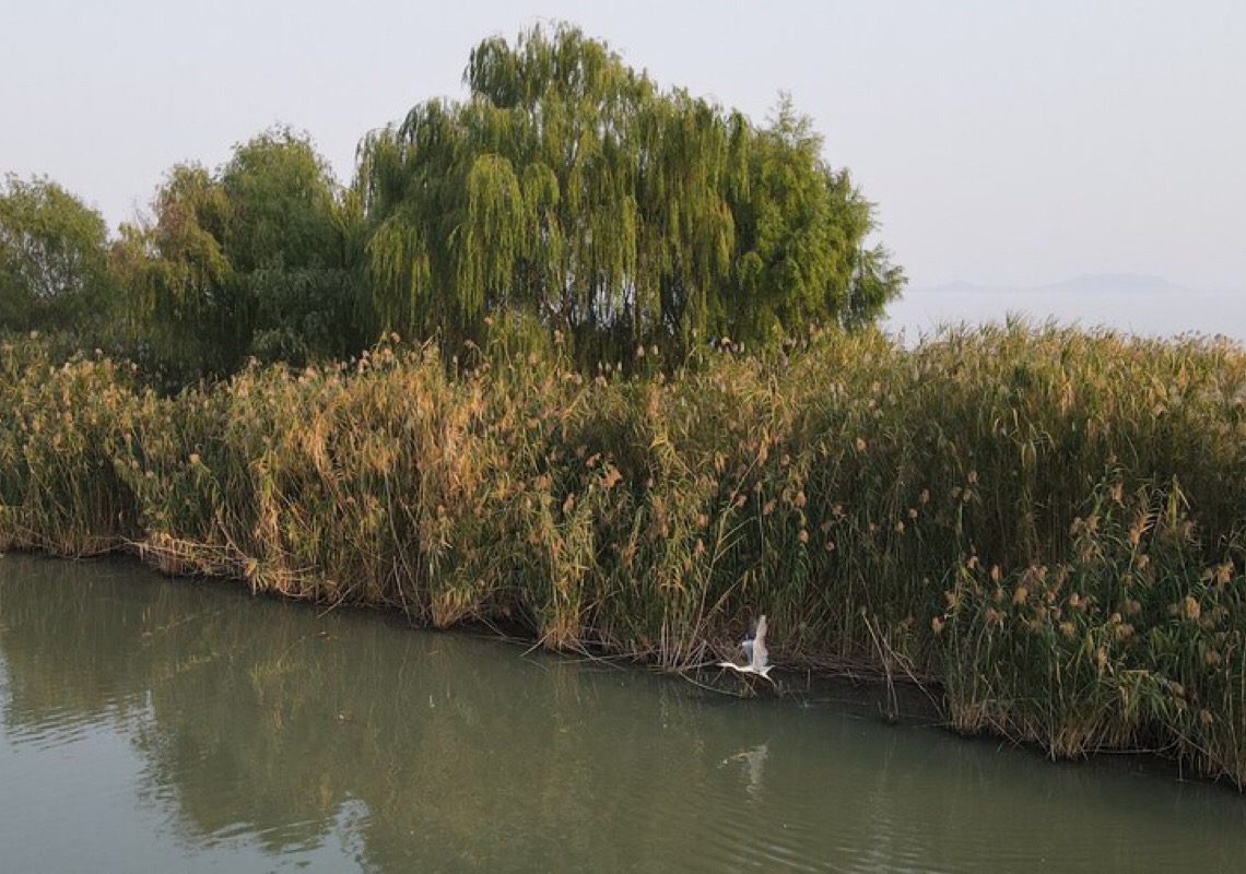 Aves raras são vistas no Lago Chaohu, leste da China