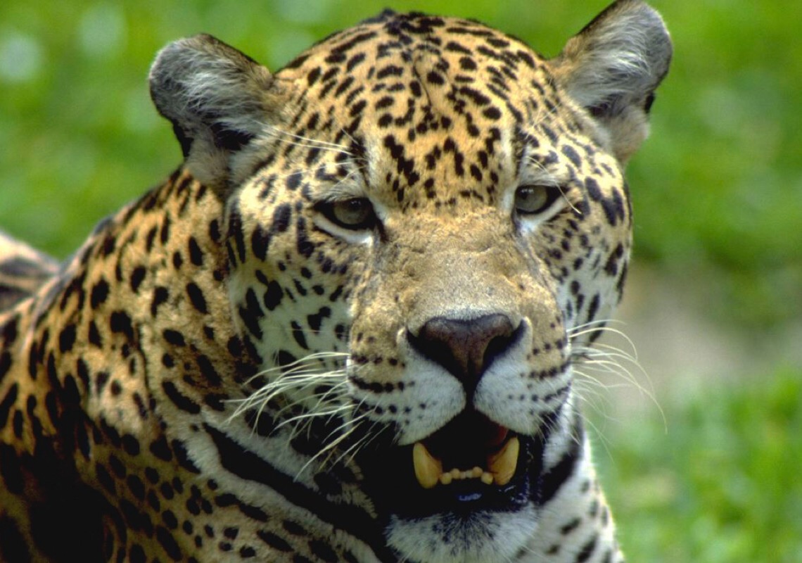 Reserva no Paraná tem 12 espécies de animais ameaçadas de extinção