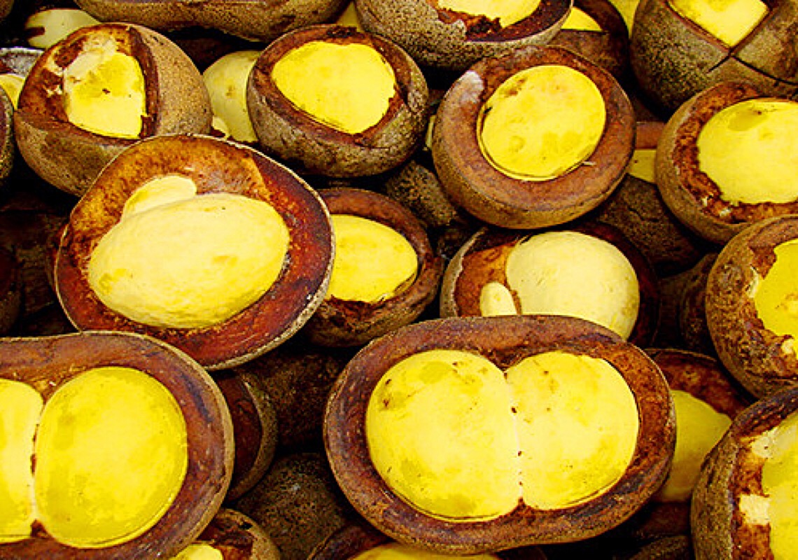 Conheça o piquiá-amazônico, fruto rico em gorduras boas anti-inflamatórias