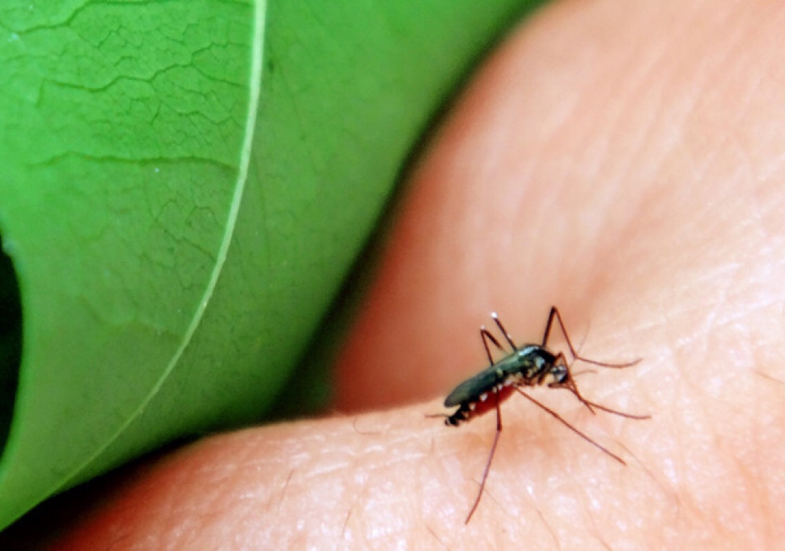 CTNBio aprova biossegurança de vacina contra a dengue