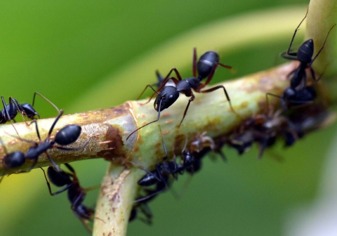 Estudo com formigas revela efeitos do pasto na diversidade amazônica
