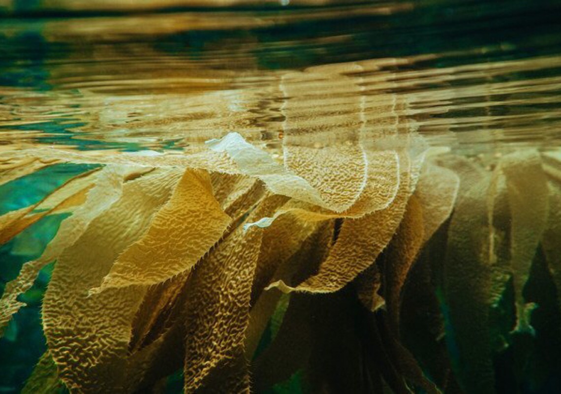 ONU consegue acordo para proteção da biodiversidade marinha em águas internacionais