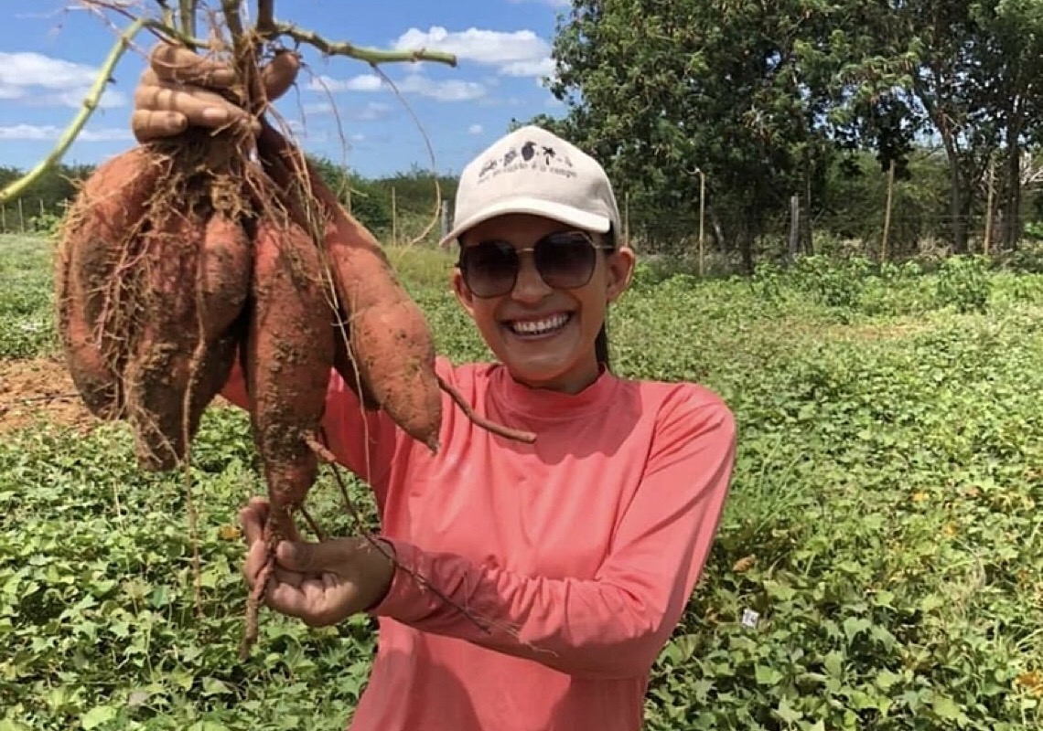 Batata-doce biofortificada é usada como estratégia de redução da pobreza em Pe