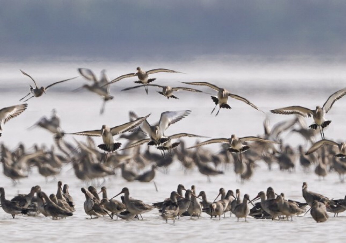 China planta vallisneria natans para alimentar aves invernantes no lago Poyang