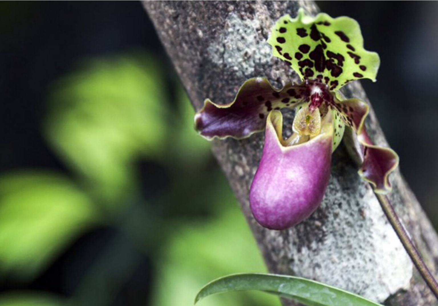 Descobertas duas novas plantas no sudoeste da China